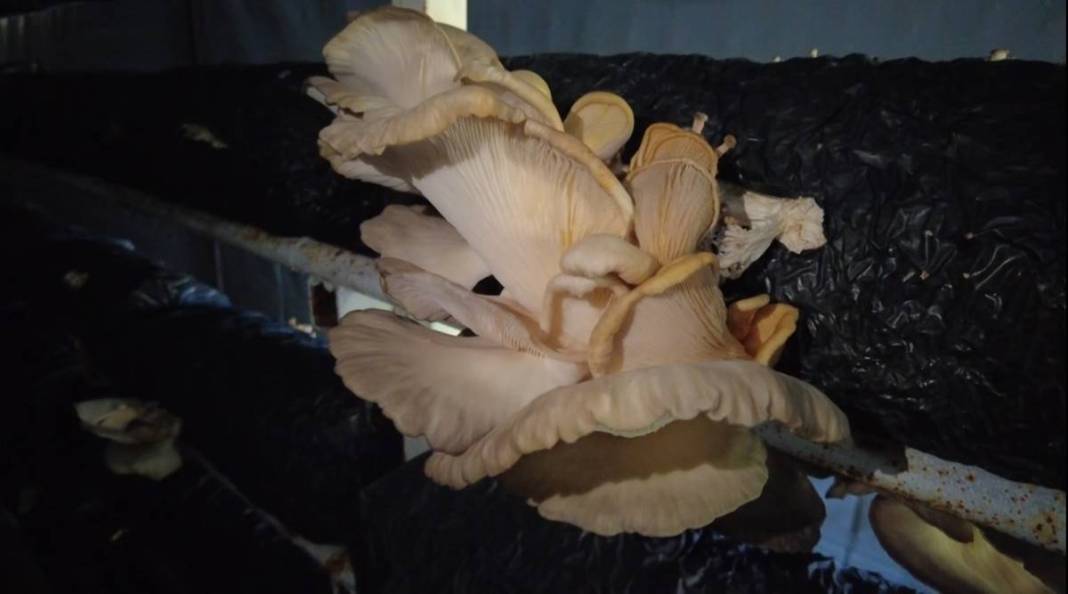 Köyünde sıfırdan sistem kurdu: Yılda 1 milyon 400 bin TL kazanıyor! Para oluk oluk akıyor, yatırım dediğin böyle olur 7